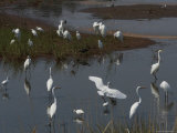 Large Group of Egrets, Snowy, and Great, Assemble for Feeding Photographic Print by George Grall