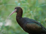 Puna Ibis at the Sedgwick County Zoo Photographic Print by Joel Sartore