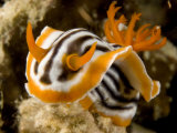 Nudibranch Crawls over the Reef, Malapascua Island, Philippines Photographic Print by Tim Laman