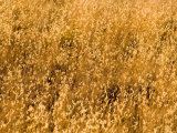 Prairie Grass in the Park, Colorado Photographic Print by Michael S. Lewis