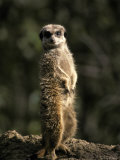 Meerkat Leaning on Tail on Mound, Alert Sentry Duty for Predators, Australia Fotografie-Druck von Jason Edwards
