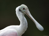 Roseate Spoonbill, Sedgwick County Zoo, Kansas Photographic Print by Joel Sartore