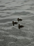 Mallard Ducklings in the Water, Mystic, Connecticut Photographie par Todd Gipstein