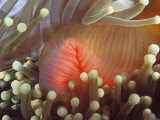 Purple Magnificent Sea Anemone Heteractis Magnifica Home to Clown Fish, Solomon Islands Lámina fotográfica Purple Magnificent Sea Anemone Heteractis Magnifica Home to Clown Fish, Solomon Islands Lámina fotográfica