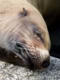 Northern Sea Lion Photographic Print by Tim Laman