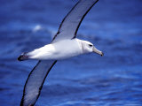 Majestic Vulnerable Shy Albatross in Flight over a Blue Ocean, Australia Photographie par Jason Edwards