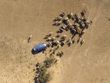 Nomad Camp and a Small Herd of Cattle in Central Chad Stampa fotografica di Michael Fay Nomad Camp and a Small Herd of Cattle in Central Chad Stampa fotografica di Michael Fay
