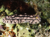 Nudibranch Sea Slug Phyllidia Sp, Lau islands, Fiji Photographic Print by James Forte