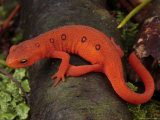 Red Eft Crawls on the Forest Floor Photographie par George Grall