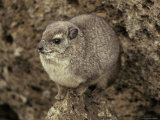 Rock Hyrax on Patrol Atop a Rock Outcrop Photographic Print by Jason Edwards