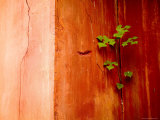 Plant Growing in Crack in Red Wall of Ming Dynasty Chinese Mausoleum, China Photographie par David Evans