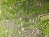 Vegetable Gardens Along the Floodplain Just Outside of Beira, Mozambique Photographie par Michael Fay