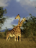 Two Rothschild Giraffes in Kidepo Valley National Park, Uganda Photographie par David Pluth
