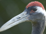 Red-Crowned Crane, Baraboo, Wisconsin Photographic Print by Joel Sartore