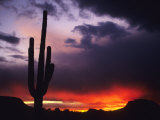 Storm Clouds Pass over a Saguaro Catus near Phoenix, Arizona Photographic Print by Bill Hatcher