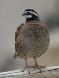 Northern Bobwhite Quail from the Toledo Zoo Photographie par Joel Sartore