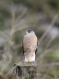 Northern Goshawk Perched on a Fence Post, California Photographic Print by Rich Reid