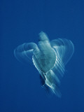 Newly Hatched Black Turtle Propels Itself Away from Michoacan State, Mexico Photographic Print by Bill Curtsinger