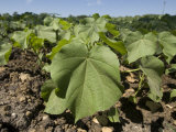 Soybean Field in Nebraska Photographic Print by Joel Sartore