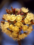Shea Flower Photographie par David Pluth