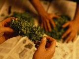 Marijuana Growers Process their Crop, California Photographic Print by Phil Schermeister