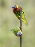 Two Captive Rainbow Lorikeets, Singapore Photographie par Tim Laman