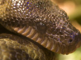 The Face of a Madagascar Tree Boa at the Henry Doorly Zoo, Omaha Zoo, Nebraska Photographic Print by Joel Sartore