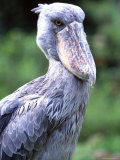 Shoebill Poses for the Camera near Entebbe, Uganda Photographie par David Pluth