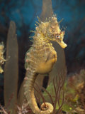 Male Sea Horse with Pouch Visible, Studio Shot, Australia Photographie par George Grall