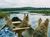 Norwich Terriers Enjoy a Canoe Ride on Lake Kezar Photographie par Robin Siegel