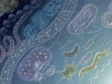 Painting of 17 Types of Bacteria by Jane Hurd Photographie par Jane Hurd