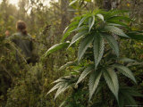Marijauna Grower with Some of his Plants, California Photographic Print by Phil Schermeister