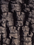 Shea Tree Bark Photographie par David Pluth
