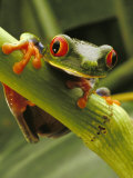 Red-Eyed Tree Frog, Costa Rica Photographic Print by Steve Winter