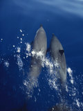 Pacific Spotted Dolphins Swim Off the Kona Coast of Hawaii Photographie par Bill Curtsinger