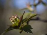Macro Image of Budding Tree in a Chinese Forest, Shennongjia, China Photographie par David Evans