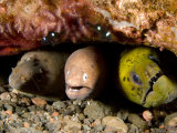 Three Species of Moray Eel All Sharing the Same Hole, Bali, Indonesia Fotografie-Druck von Tim Laman
