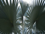 Singapore: Palm Trees in a Public Park Photographic Print by Brimberg & Coulson 