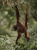 Orangutan Swinging from a Tree Branch Lámina fotográfica por Mattias Klum Orangutan Swinging from a Tree Branch Lámina fotográfica por Mattias Klum
