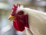 Red Headed Rooster with White Feathers Fotografie-Druck von David Evans