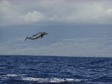 Pacific Spotted Dolphin Leaping into the Air, Hawaii Photographic Print by Bill Curtsinger