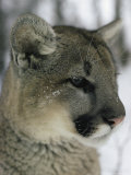 Portrait of a Mountain Lion Photographie par Dr. Maurice G. Hornocker