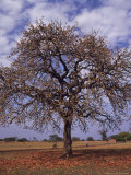 Shea Tree in a School Yard, near Lira, Uganda Photographie par David Pluth