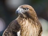 Recovering Captive Red-Tailed Hawk, California Fotografie-Druck von Rich Reid