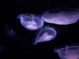 Moon Jellyfish from the Toledo Zoo Lámina fotográfica por Joel Sartore