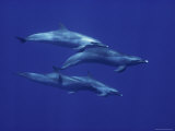 Pacific Spotted Dolphins, Hawaii Photographic Print by Bill Curtsinger