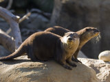 Pair of Asian Smalled-Clawed Otters, Santa Barbara, California Photographic Print by Rich Reid