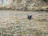 Pacific Harbor Seal Peaking It's Head Up Through Kelp Forest, California Photographic Print