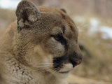 Portrait of a Mountain Lion in Profile Photographie par Dr. Maurice G. Hornocker