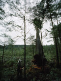 Lumberman Cuts an Old Growth Red Cedar Tree Photographic Print by James P. Blair
